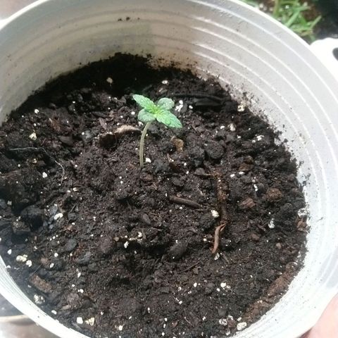 Sweet Tooth AUTO growlog timeline photo