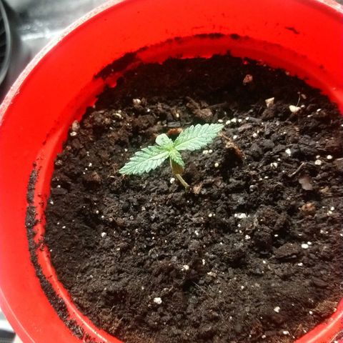 White Widow FEM growlog timeline photo