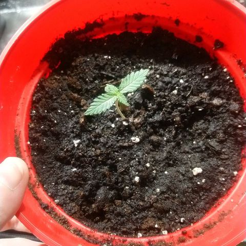 White Widow FEM growlog timeline photo