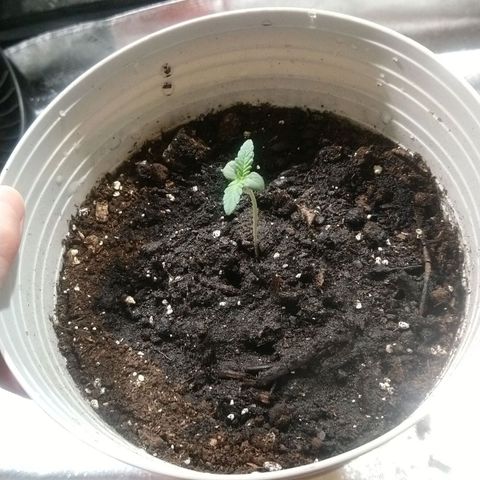 Sweet Tooth AUTO growlog timeline photo