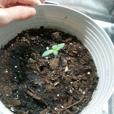 Sweet Tooth AUTO growlog timeline photo