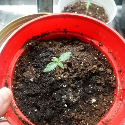 White Widow FEM growlog timeline photo