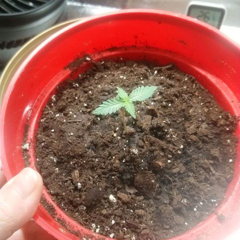 White Widow FEM growlog timeline photo