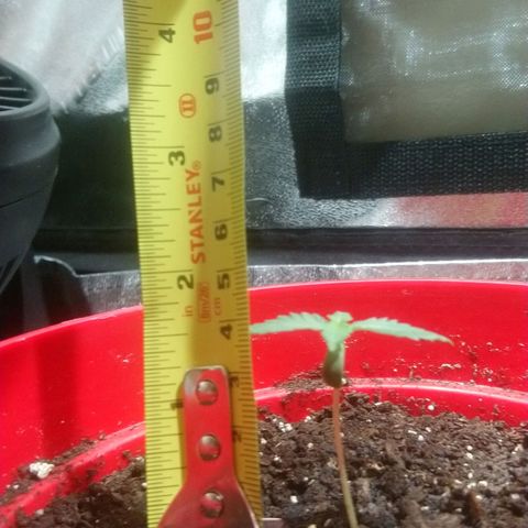 White Widow FEM growlog timeline photo