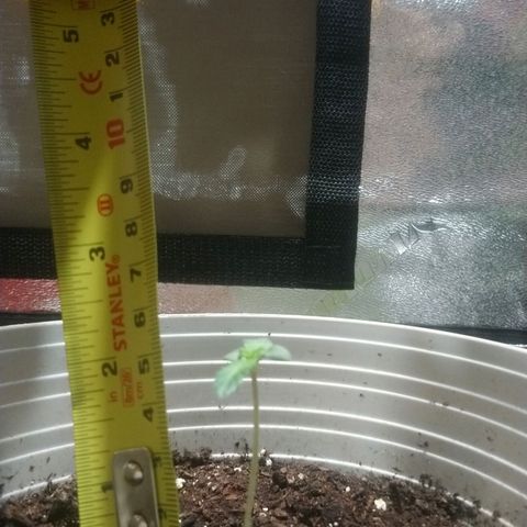 Sweet Tooth AUTO growlog timeline photo