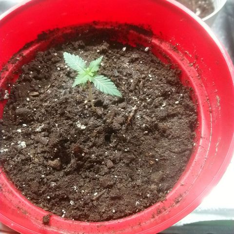 White Widow FEM growlog timeline photo