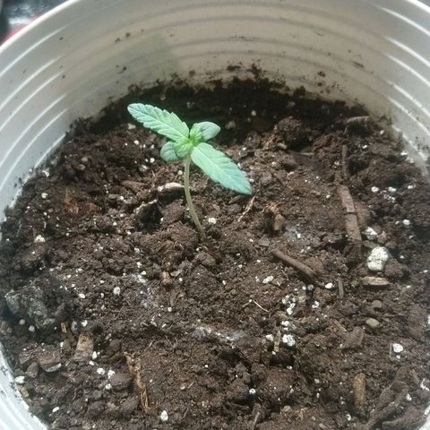 Sweet Tooth AUTO growlog timeline photo
