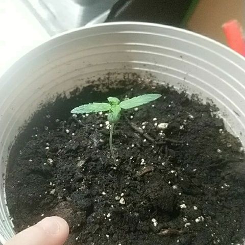 Sweet Tooth AUTO growlog timeline photo