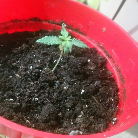 White Widow FEM growlog timeline photo