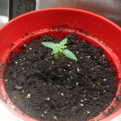 White Widow FEM growlog timeline photo