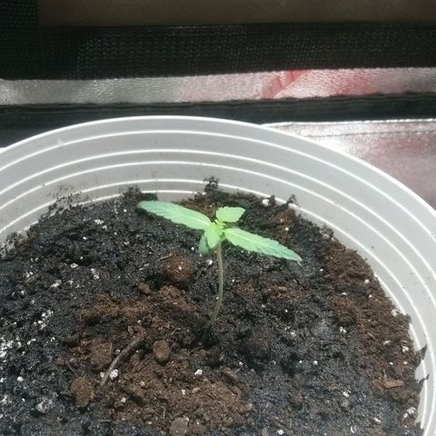 Sweet Tooth AUTO growlog timeline photo
