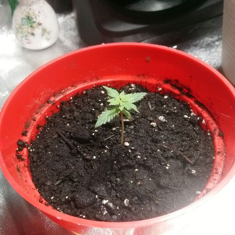 White Widow FEM growlog timeline photo