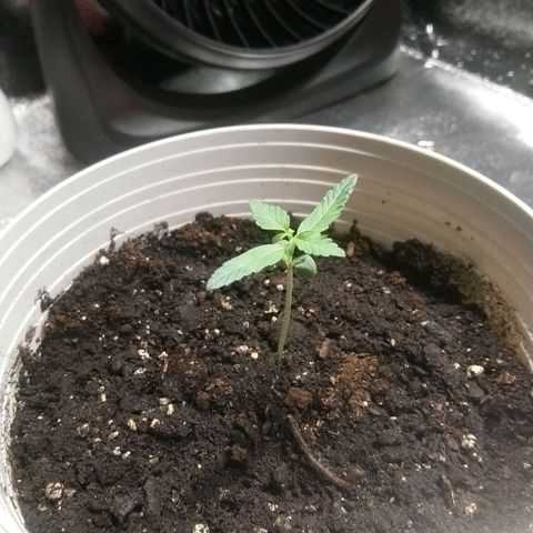 Sweet Tooth AUTO growlog timeline photo