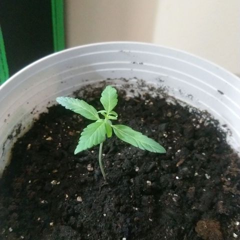 Sweet Tooth AUTO growlog timeline photo