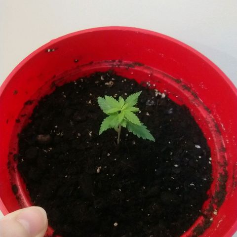 White Widow FEM growlog timeline photo