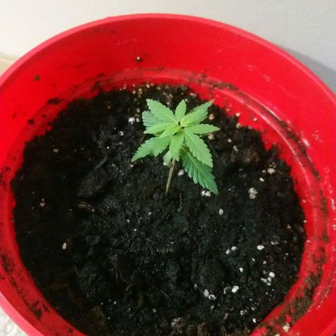 White Widow FEM growlog timeline photo
