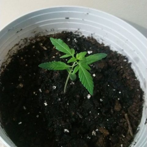 Sweet Tooth AUTO growlog timeline photo