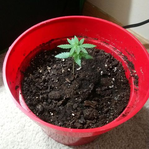 White Widow FEM growlog timeline photo