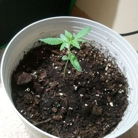 Sweet Tooth AUTO growlog timeline photo