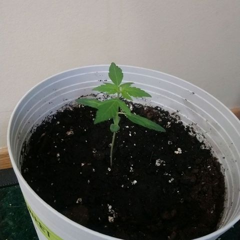 Sweet Tooth AUTO growlog timeline photo