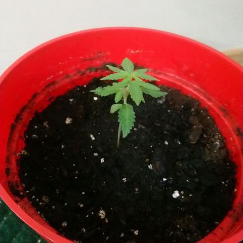 White Widow FEM growlog timeline photo