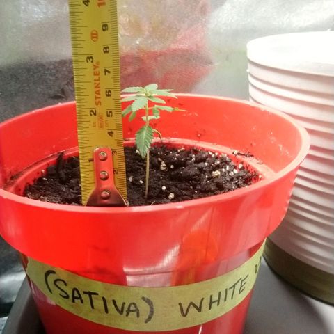 White Widow FEM growlog timeline photo