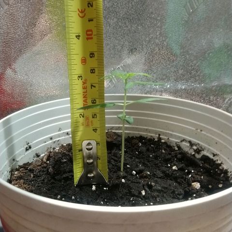 Sweet Tooth AUTO growlog timeline photo