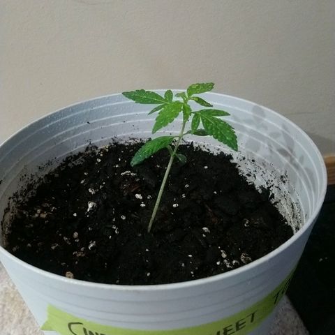 Sweet Tooth AUTO growlog timeline photo