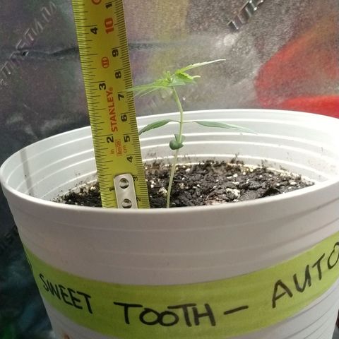 Sweet Tooth AUTO growlog timeline photo