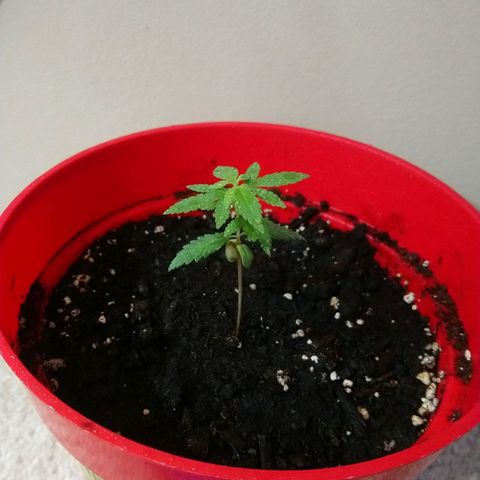 White Widow FEM growlog timeline photo
