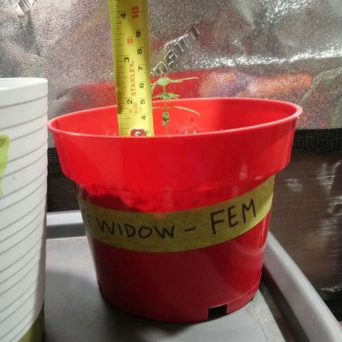 White Widow FEM growlog timeline photo