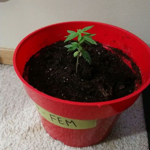 White Widow FEM growlog timeline photo