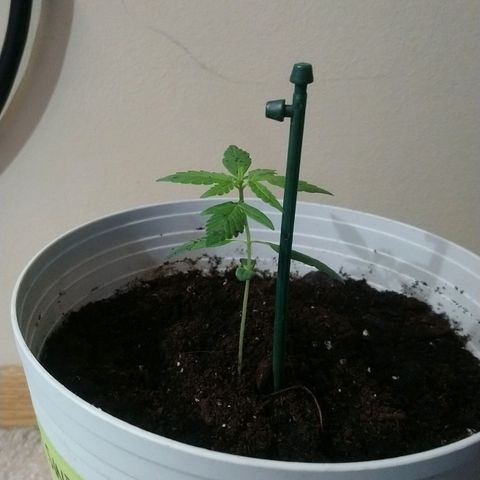 Sweet Tooth AUTO growlog timeline photo