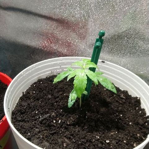 Sweet Tooth AUTO growlog timeline photo