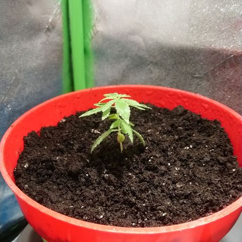 White Widow FEM growlog timeline photo