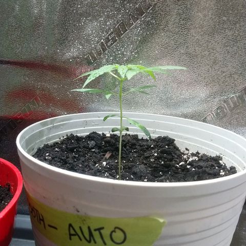 Sweet Tooth AUTO growlog timeline photo