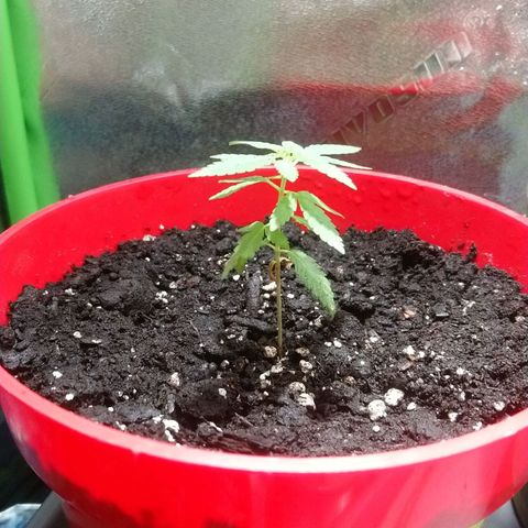 White Widow FEM growlog timeline photo