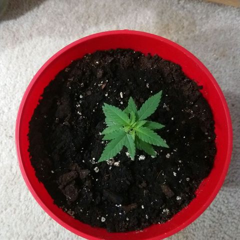 White Widow FEM growlog timeline photo