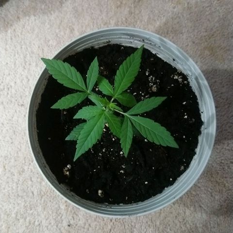 Sweet Tooth AUTO growlog timeline photo