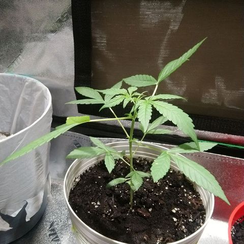 Sweet Tooth AUTO growlog timeline photo