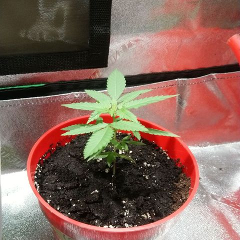 White Widow FEM growlog timeline photo