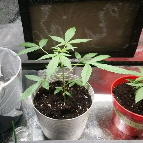 Sweet Tooth AUTO growlog timeline photo