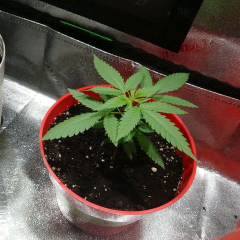 White Widow FEM growlog timeline photo