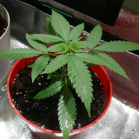 White Widow FEM growlog timeline photo