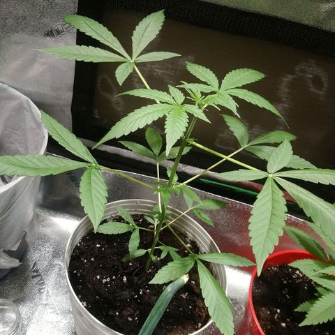 Sweet Tooth AUTO growlog timeline photo