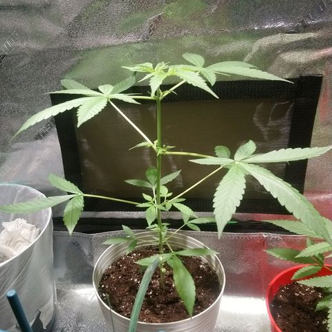Sweet Tooth AUTO growlog timeline photo
