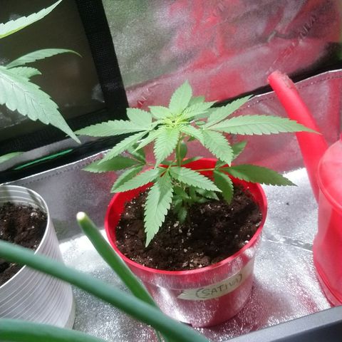 White Widow FEM growlog timeline photo