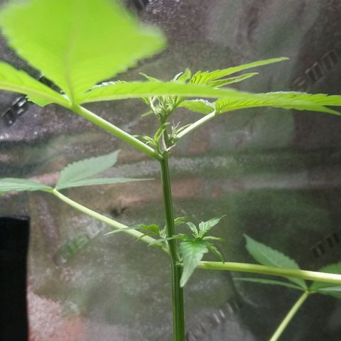 Sweet Tooth AUTO growlog timeline photo