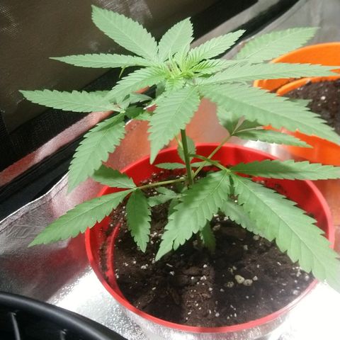 White Widow FEM growlog timeline photo