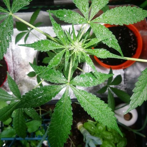 Sweet Tooth AUTO growlog timeline photo